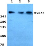 Bs60343_wb