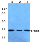 TPSG1 pAb