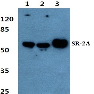 SR-2A pAb