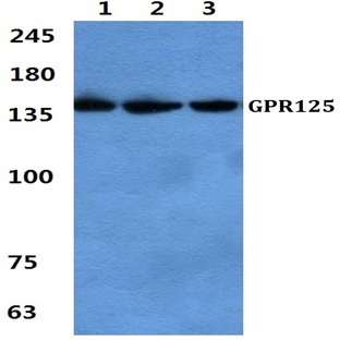 GPR125 pAb