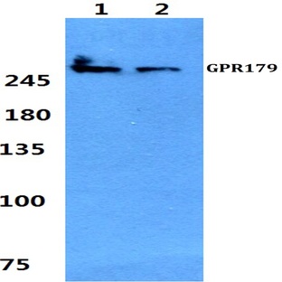 GPR179 pAb