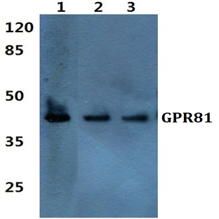 GPR81 pAb