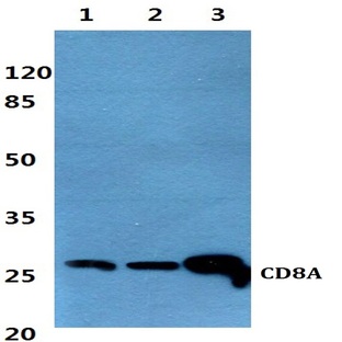 CD8A pAb