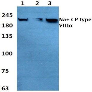 Na+ CP type VIII(alpha) pAb