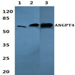 Bs60368_wb