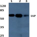 Bs60372_wb