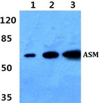 Bs60373_wb