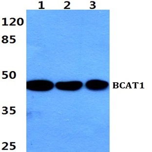 BCAT1 pAb