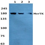 Bs60376_wb