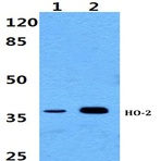 HO-2 pAb
