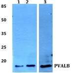 Parvalbumin (alpha) pAb