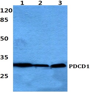 PDCD1 pAb