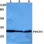 Bs60383_wb