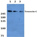 Tenascin-C pAb