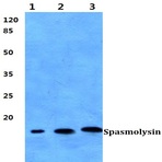 Spasmolysin pAb