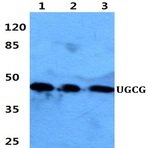 UGCG pAb