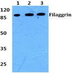 Bs60392_wb