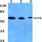 Bs60393_wb