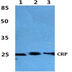 Bs60395_wb