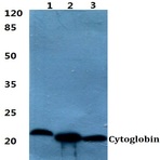 Cytoglobin pAb