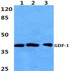 Bs60398_wb