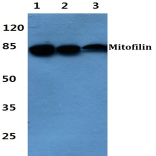 Mitofilin pAb