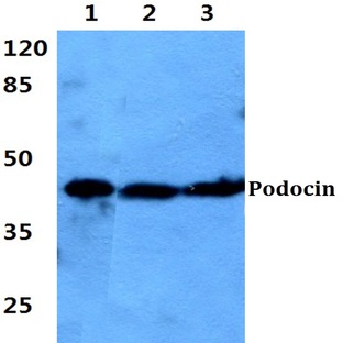 Podocin pAb