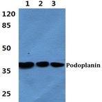 Bs60406_wb