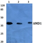 AMD1 pAb