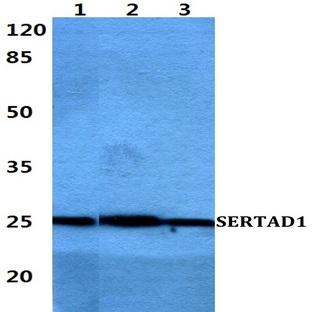 SERTAD1 pAb