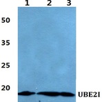 Bs60416_wb