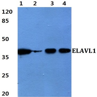 ELAVL1 pAb