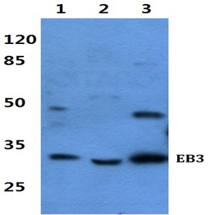 EB3 pAb