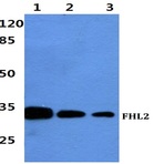 Bs60427_wb