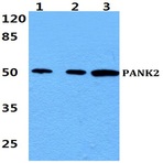 Bs60437_wb