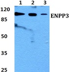 Bs60438_wb