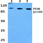 PI3K p110(delta) pAb