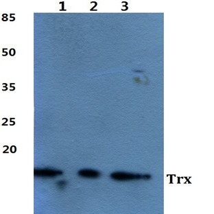 Trx pAb