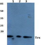 Trx pAb