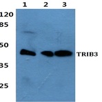 TRIB3 pAb