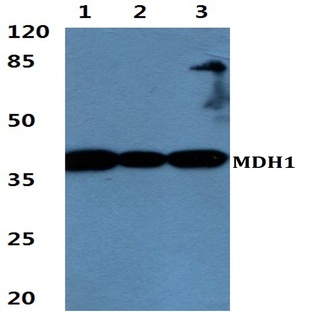 MDH1 pAb