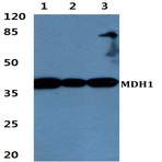 Bs60457_wb