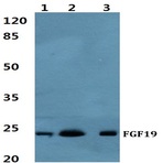 FGF19 pAb