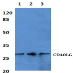 CD40 Ligand pAb