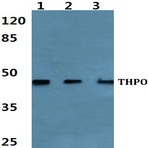 Bs60467_wb