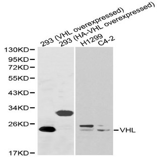 VHL pAb