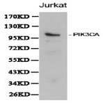 PI3K p110(alpha)/PIK3CA pAb