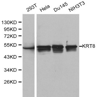 Cytokeratin 8 pAb