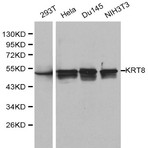 Cytokeratin 8 pAb