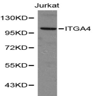 Integrin (alpha)4 pAb